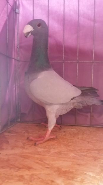  - VOIAJORI GERMANI 2017