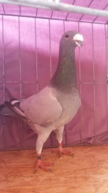  - VOIAJORI GERMANI 2017