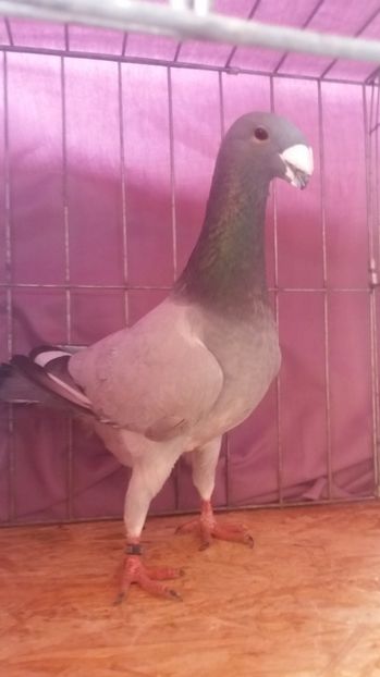  - VOIAJORI GERMANI 2017