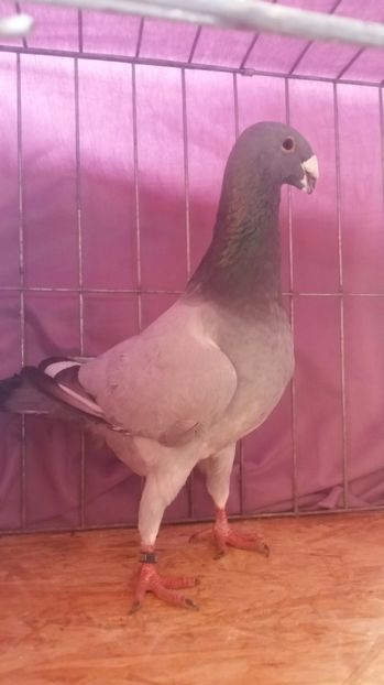  - VOIAJORI GERMANI 2017