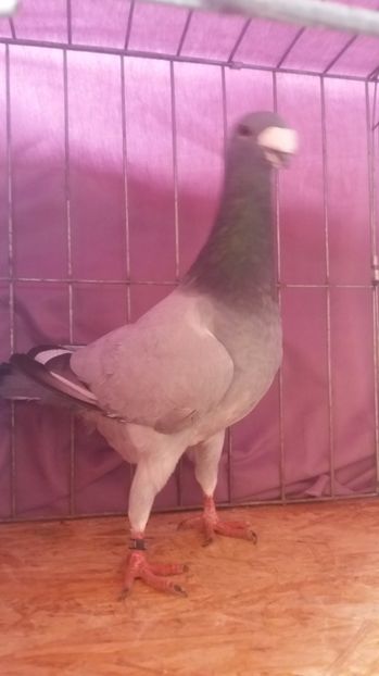  - VOIAJORI GERMANI 2017