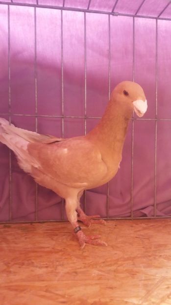  - VOIAJORI GERMANI 2017