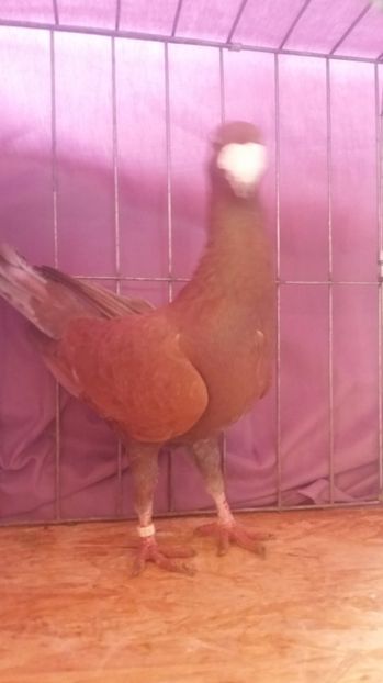  - VOIAJORI GERMANI 2017