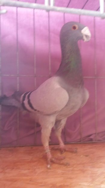  - VOIAJORI GERMANI 2017