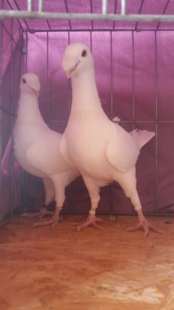  - VOIAJORI GERMANI 2017