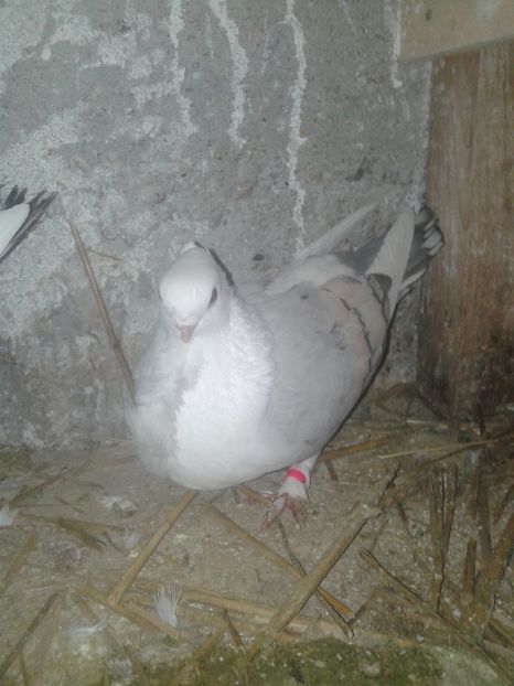  - misirli matca 2017