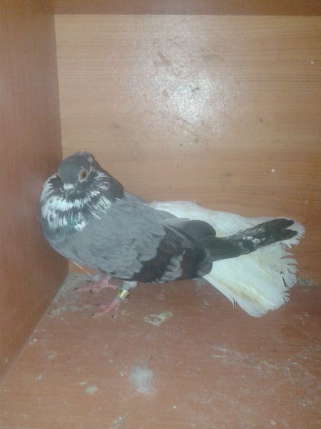  - dungati cod albi romanesti