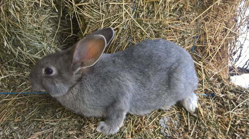  - a2- femela hycole agouti