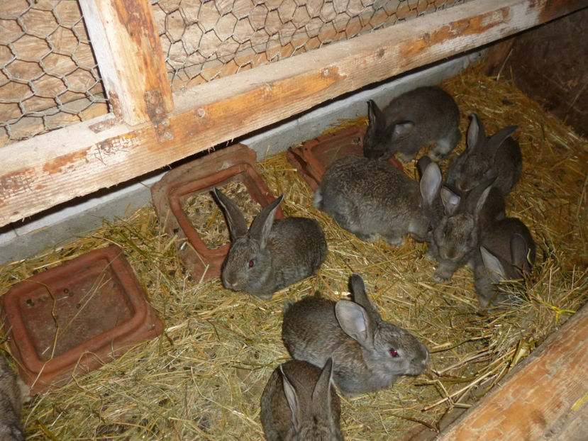 P1020297 - din 05 01 2017