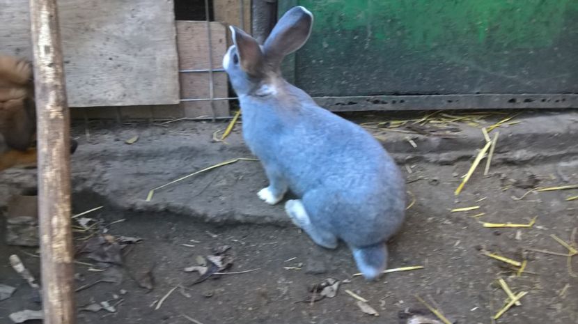  - a1-femela hycole argintie