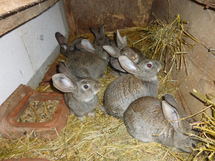 P1020298 - din 05 01 2017