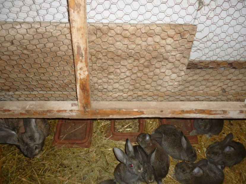 P1020299 - din 05 01 2017