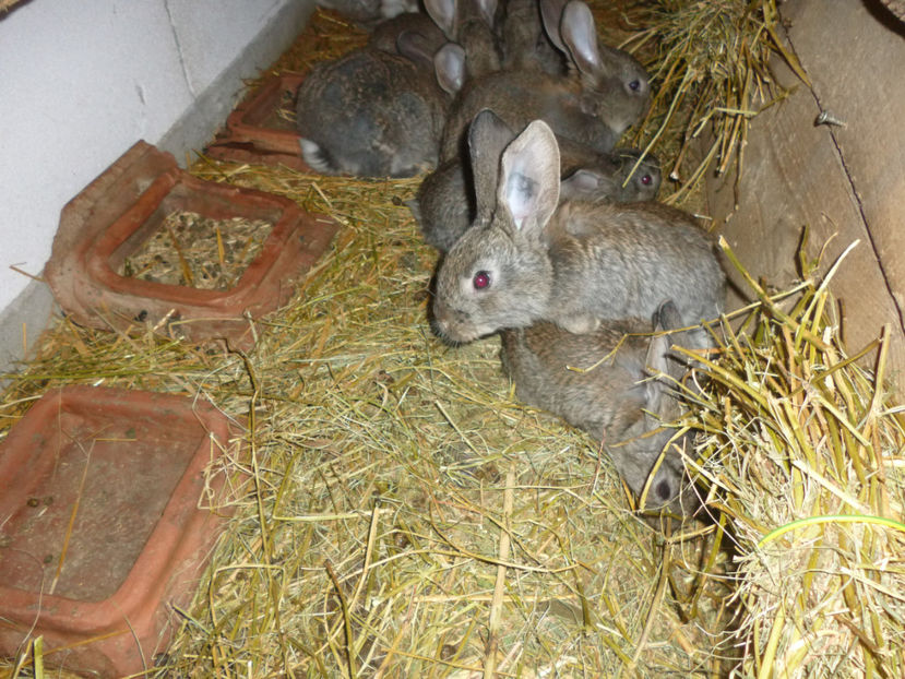 P1020301 - din 05 01 2017