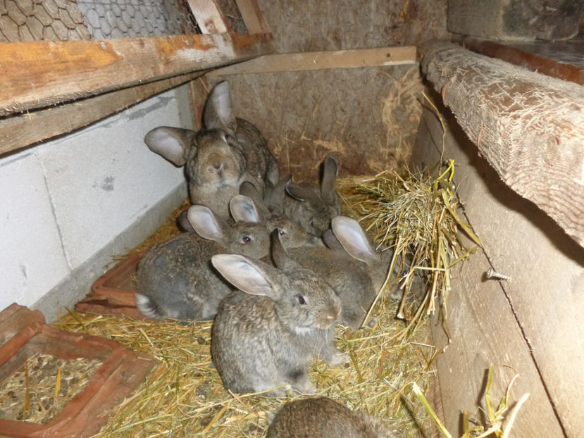 P1020302 - din 05 01 2017