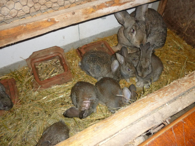 P1020303 - din 05 01 2017