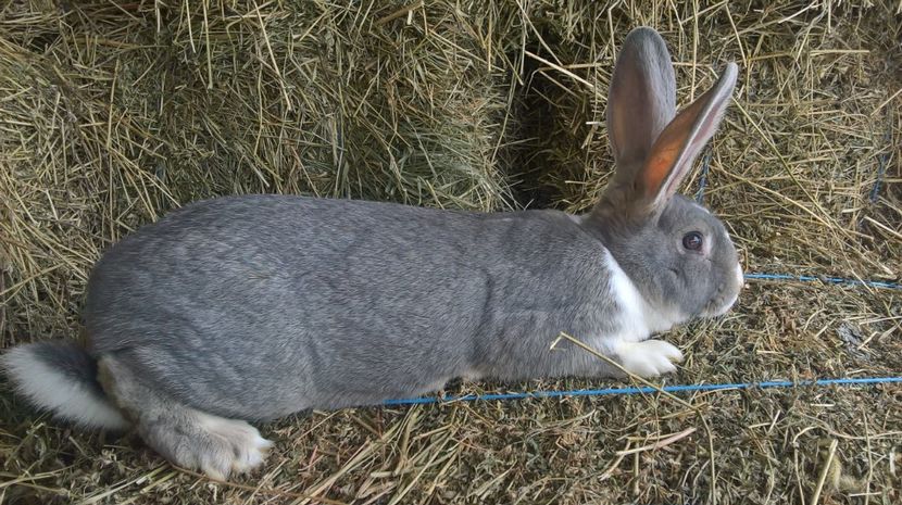  - a1-femela hycole argintie