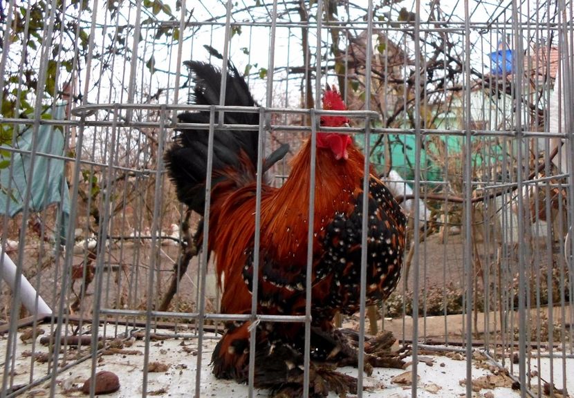  - 1 - auriu portelan