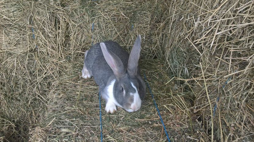  - a1-femela hycole argintie