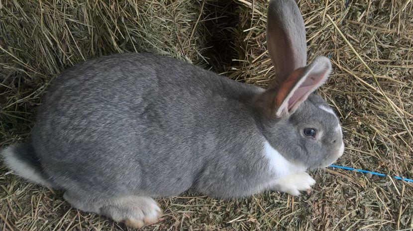  - a1-femela hycole argintie