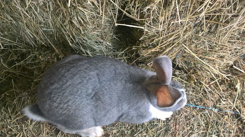  - a1-femela hycole argintie