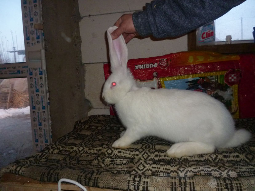 P1020338 - femela uga 3