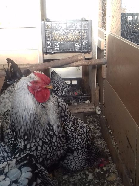  - WYANDOTTE ARGINTIU 2016-2017