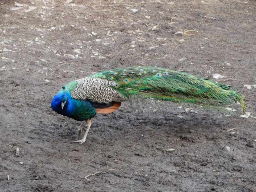  - Pauni 2016-2017-2018