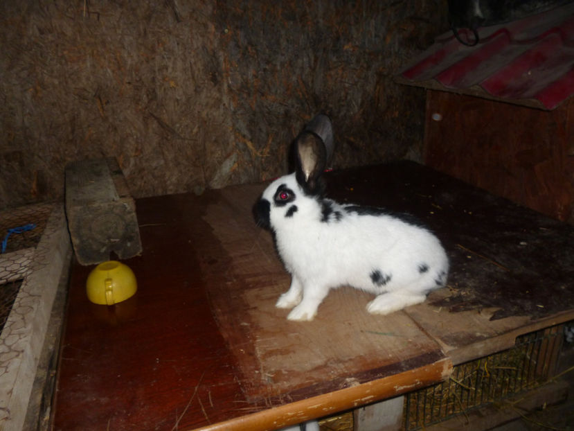 P1020307 - 0 femela 1