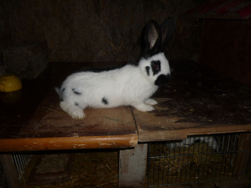 P1020314 - 0 femela 1