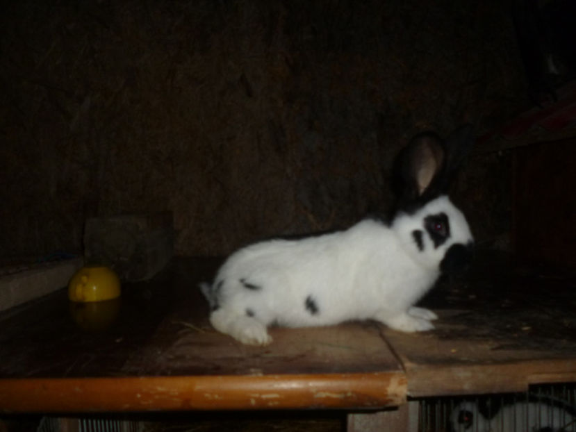 P1020315 - 0 femela 1