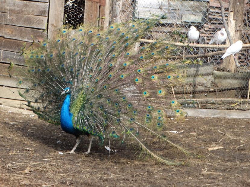  - Pauni 2016-2017-2018