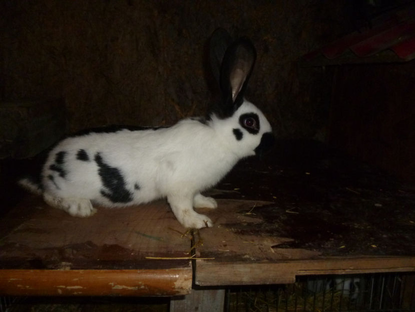 P1020323 - 0 mascul 1