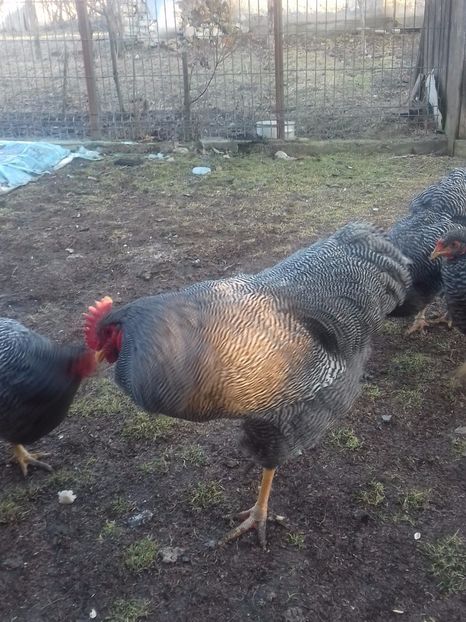  - PLYMOUTH ROCK-BARAT 2016-2017