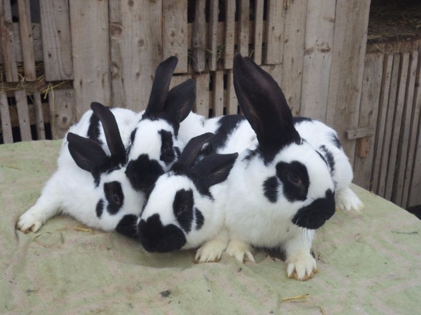 tarka02 - 03-FLUTURE GERMAN 2018