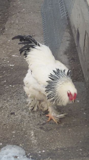  - Brahma 2017