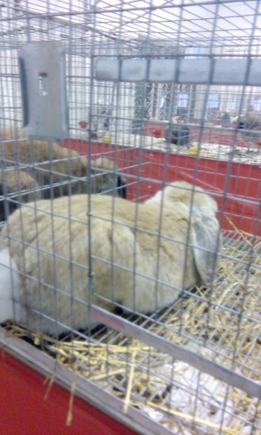  - Expozitie 2017 - 11 Februarie - Medias -Asociatia columbofila Tarnava-Mare