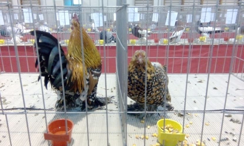  - Expozitie 2017 - 11 Februarie - Medias -Asociatia columbofila Tarnava-Mare