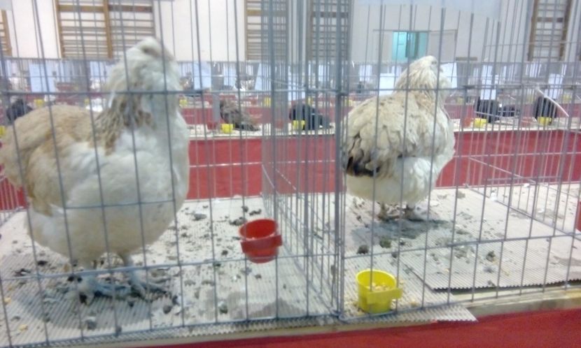  - Expozitie 2017 - 11 Februarie - Medias -Asociatia columbofila Tarnava-Mare