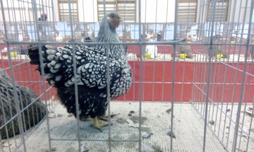  - Expozitie 2017 - 11 Februarie - Medias -Asociatia columbofila Tarnava-Mare