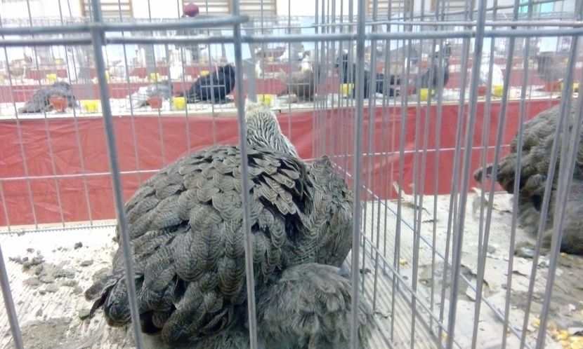  - Expozitie 2017 - 11 Februarie - Medias -Asociatia columbofila Tarnava-Mare