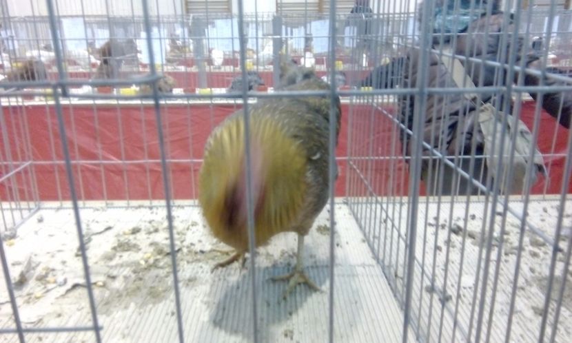  - Expozitie 2017 - 11 Februarie - Medias -Asociatia columbofila Tarnava-Mare