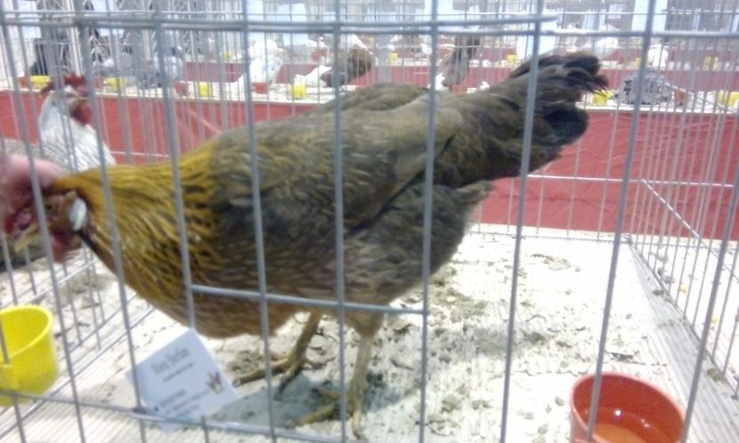  - Expozitie 2017 - 11 Februarie - Medias -Asociatia columbofila Tarnava-Mare