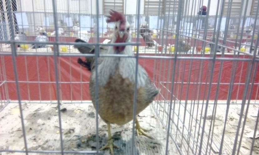  - Expozitie 2017 - 11 Februarie - Medias -Asociatia columbofila Tarnava-Mare