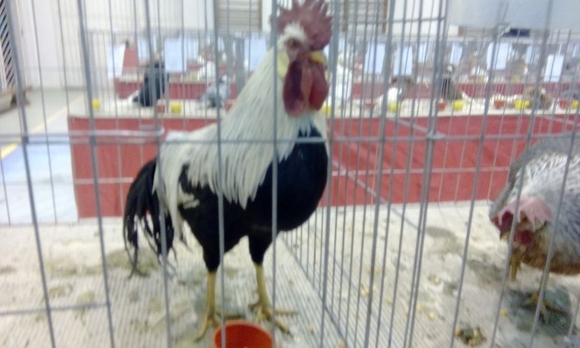  - Expozitie 2017 - 11 Februarie - Medias -Asociatia columbofila Tarnava-Mare