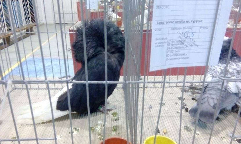  - Expozitie 2017 - 11 Februarie - Medias -Asociatia columbofila Tarnava-Mare