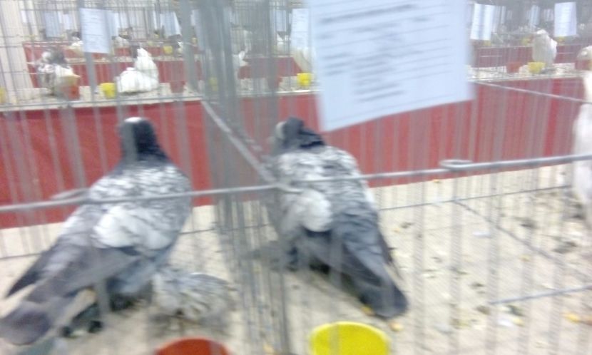  - Expozitie 2017 - 11 Februarie - Medias -Asociatia columbofila Tarnava-Mare