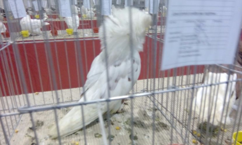  - Expozitie 2017 - 11 Februarie - Medias -Asociatia columbofila Tarnava-Mare