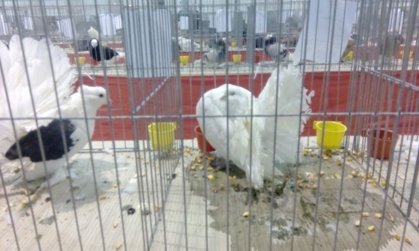  - Expozitie 2017 - 11 Februarie - Medias -Asociatia columbofila Tarnava-Mare