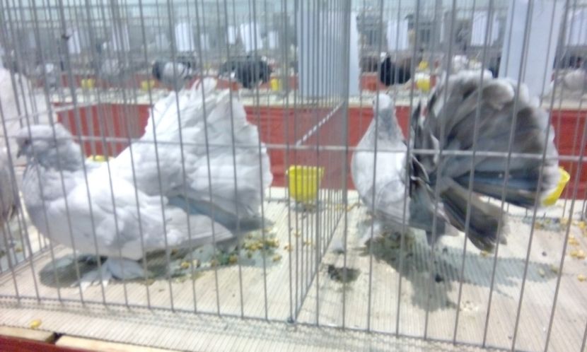  - Expozitie 2017 - 11 Februarie - Medias -Asociatia columbofila Tarnava-Mare