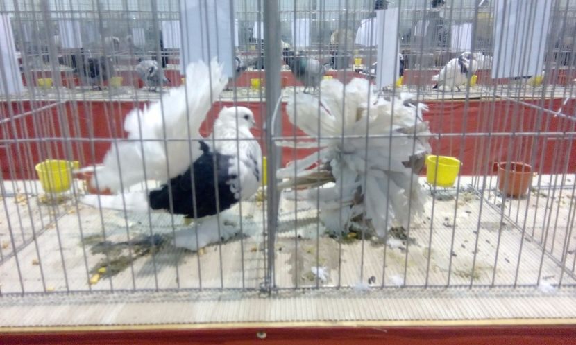  - Expozitie 2017 - 11 Februarie - Medias -Asociatia columbofila Tarnava-Mare